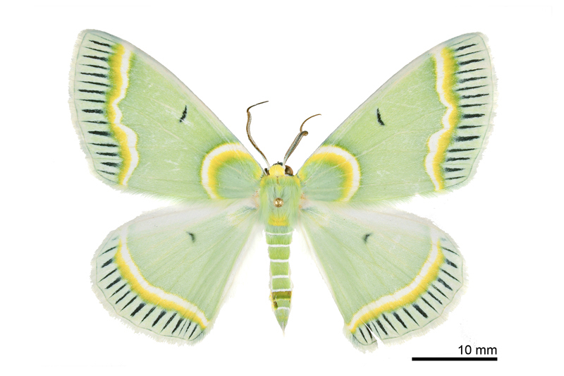 Iotaphora admirabilis Male